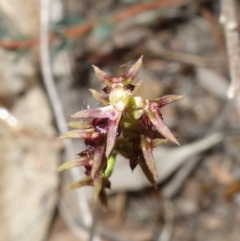 Corunastylis clivicola at Stromlo, ACT - suppressed