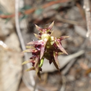 Corunastylis clivicola at Stromlo, ACT - 21 Mar 2023