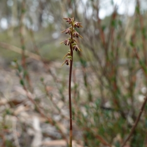 Corunastylis clivicola at Stromlo, ACT - suppressed