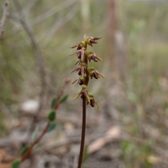 Corunastylis clivicola at Stromlo, ACT - suppressed