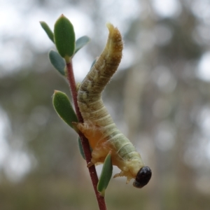 Pseudoperga sp. (genus) at Stromlo, ACT - 21 Mar 2023