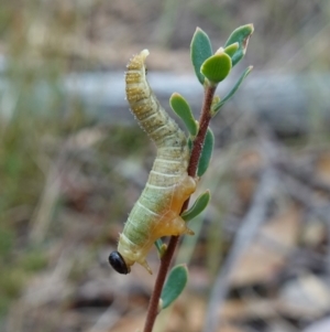 Pseudoperga sp. (genus) at Stromlo, ACT - 21 Mar 2023