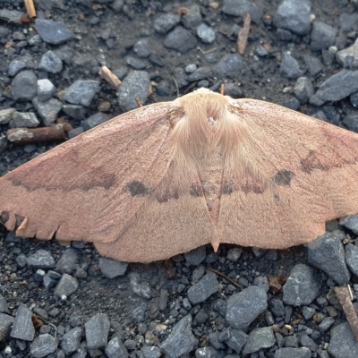 Monoctenia falernaria (Patched Leaf Moth) at Rugosa - 29 Mar 2023 by SenexRugosus
