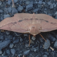 Monoctenia falernaria at Yass River, NSW - 29 Mar 2023