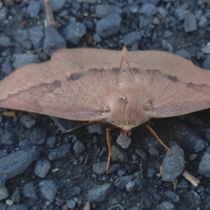 Monoctenia falernaria at Yass River, NSW - 29 Mar 2023