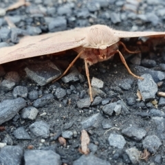 Monoctenia falernaria at Yass River, NSW - 29 Mar 2023