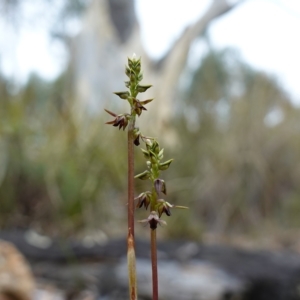 Corunastylis clivicola at Stromlo, ACT - suppressed