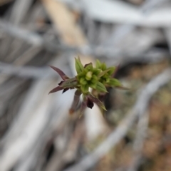 Corunastylis clivicola at Stromlo, ACT - 21 Mar 2023