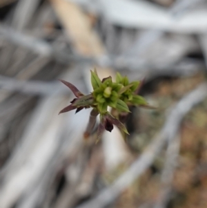 Corunastylis clivicola at Stromlo, ACT - 21 Mar 2023