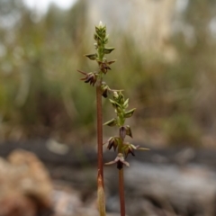 Corunastylis clivicola at Stromlo, ACT - suppressed