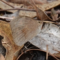 Heteronympha merope at Stromlo, ACT - 22 Mar 2023 12:39 PM