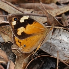 Heteronympha merope at Stromlo, ACT - 22 Mar 2023