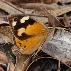 Heteronympha merope at Stromlo, ACT - 22 Mar 2023 12:39 PM