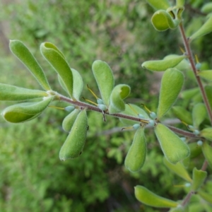 Persoonia rigida at Molonglo Valley, ACT - 22 Mar 2023