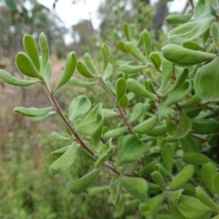 Persoonia rigida at Molonglo Valley, ACT - 22 Mar 2023