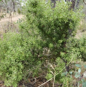 Persoonia rigida at Molonglo Valley, ACT - 22 Mar 2023