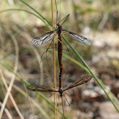 Ptilogyna sp. (genus) (A crane fly) at Stromlo, ACT - 28 Mar 2023 by RobG1