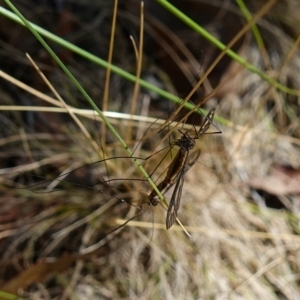 Ptilogyna sp. (genus) at Stromlo, ACT - 28 Mar 2023