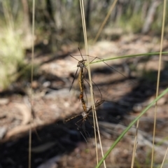 Ptilogyna sp. (genus) at Stromlo, ACT - 28 Mar 2023 11:09 AM