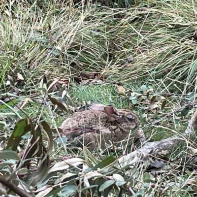 Oryctolagus cuniculus (European Rabbit) at Canberra, ACT - 27 Mar 2023 by Hejor1