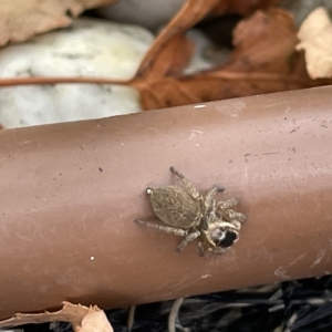 Maratus griseus at Canberra, ACT - 27 Mar 2023