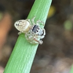 Opisthoncus grassator (Jumping spider) at Braddon, ACT - 27 Mar 2023 by Hejor1