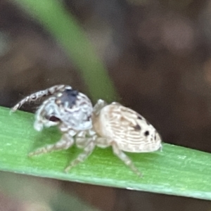 Opisthoncus grassator at Braddon, ACT - 27 Mar 2023