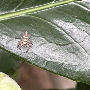 Opisthoncus sp. (genus) at Braddon, ACT - 27 Mar 2023