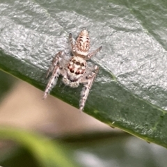 Opisthoncus sp. (genus) at Braddon, ACT - 27 Mar 2023