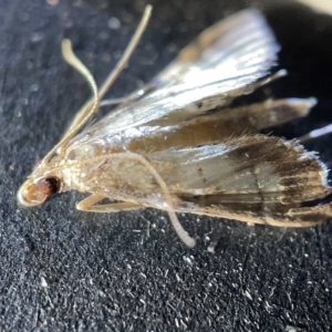 Cnaphalocrocis poeyalis at Acton, ACT - 27 Mar 2023