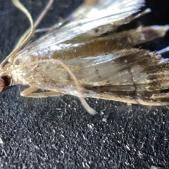 Cnaphalocrocis poeyalis at Acton, ACT - 27 Mar 2023