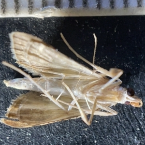 Cnaphalocrocis poeyalis at Acton, ACT - 27 Mar 2023