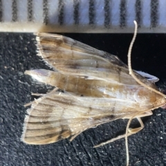 Cnaphalocrocis poeyalis at Acton, ACT - 27 Mar 2023