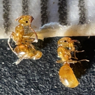 Stigmacros sp. (genus) (An Ant) at Sullivans Creek, Acton - 27 Mar 2023 by Hejor1