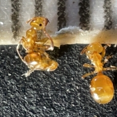 Stigmacros sp. (genus) at Acton, ACT - 27 Mar 2023