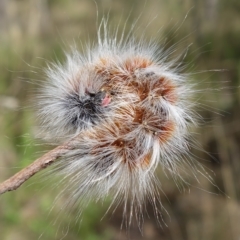 Anthela varia (Hairy Mary) at Stromlo, ACT - 28 Mar 2023 by RobG1