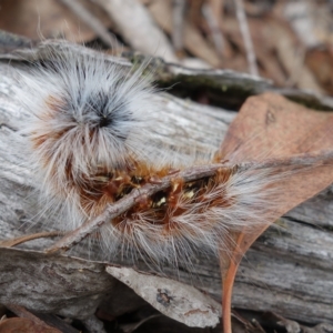 Anthela varia at Stromlo, ACT - 28 Mar 2023