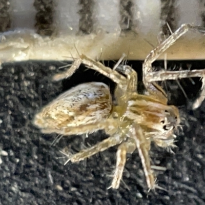 Oxyopes (genus) (Lynx spider) at Sullivans Creek, Acton - 27 Mar 2023 by Hejor1