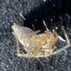 Oxyopes sp. (genus) at Acton, ACT - 27 Mar 2023