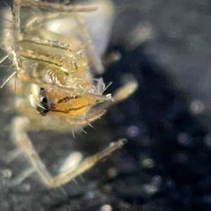 Oxyopes sp. (genus) at Acton, ACT - 27 Mar 2023