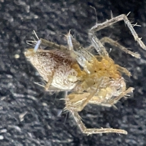 Oxyopes sp. (genus) at Acton, ACT - 27 Mar 2023