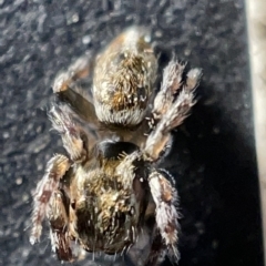 Maratus sp. (genus) (Unidentified Peacock spider) at Sullivans Creek, Acton - 27 Mar 2023 by Hejor1