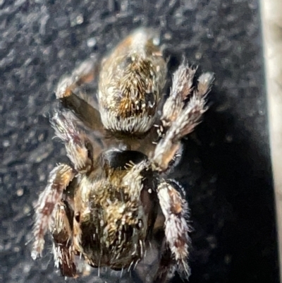 Maratus sp. (genus) (Unidentified Peacock spider) at Acton, ACT - 27 Mar 2023 by Hejor1
