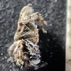 Maratus sp. (genus) at Acton, ACT - 27 Mar 2023