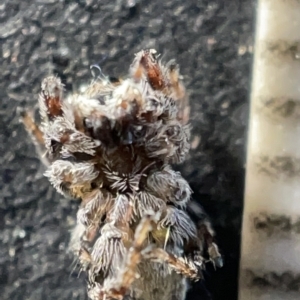 Maratus sp. (genus) at Acton, ACT - 27 Mar 2023 12:51 PM