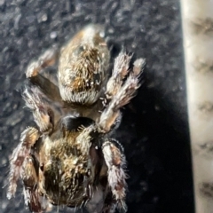 Maratus sp. (genus) at Acton, ACT - 27 Mar 2023 12:51 PM