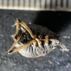 Pentatomoidea (superfamily) (Unidentified Shield or Stink bug) at Sullivans Creek, Acton - 27 Mar 2023 by Hejor1