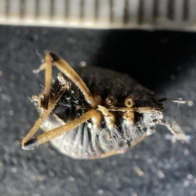 Pentatomoidea (superfamily) (Unidentified Shield or Stink bug) at Sullivans Creek, Acton - 27 Mar 2023 by Hejor1