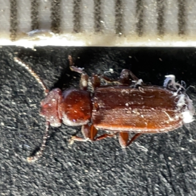 Platisus sp. (genus) (Flat bark beetle) at Sullivans Creek, Acton - 27 Mar 2023 by Hejor1