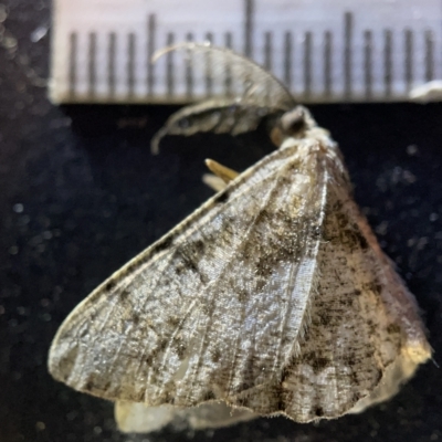 Unplaced externaria (Mahogany Bark Moth (formerly Hypomecis externaria)) at Acton, ACT - 27 Mar 2023 by Hejor1